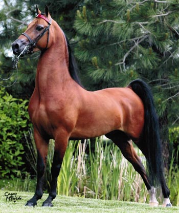 Arcuri Stables in Springfield, Oregon