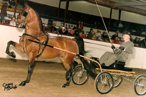 Arcuri Stables in Springfield, Oregon