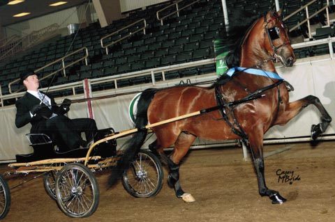 Arcuri Stables in Springfield, Oregon